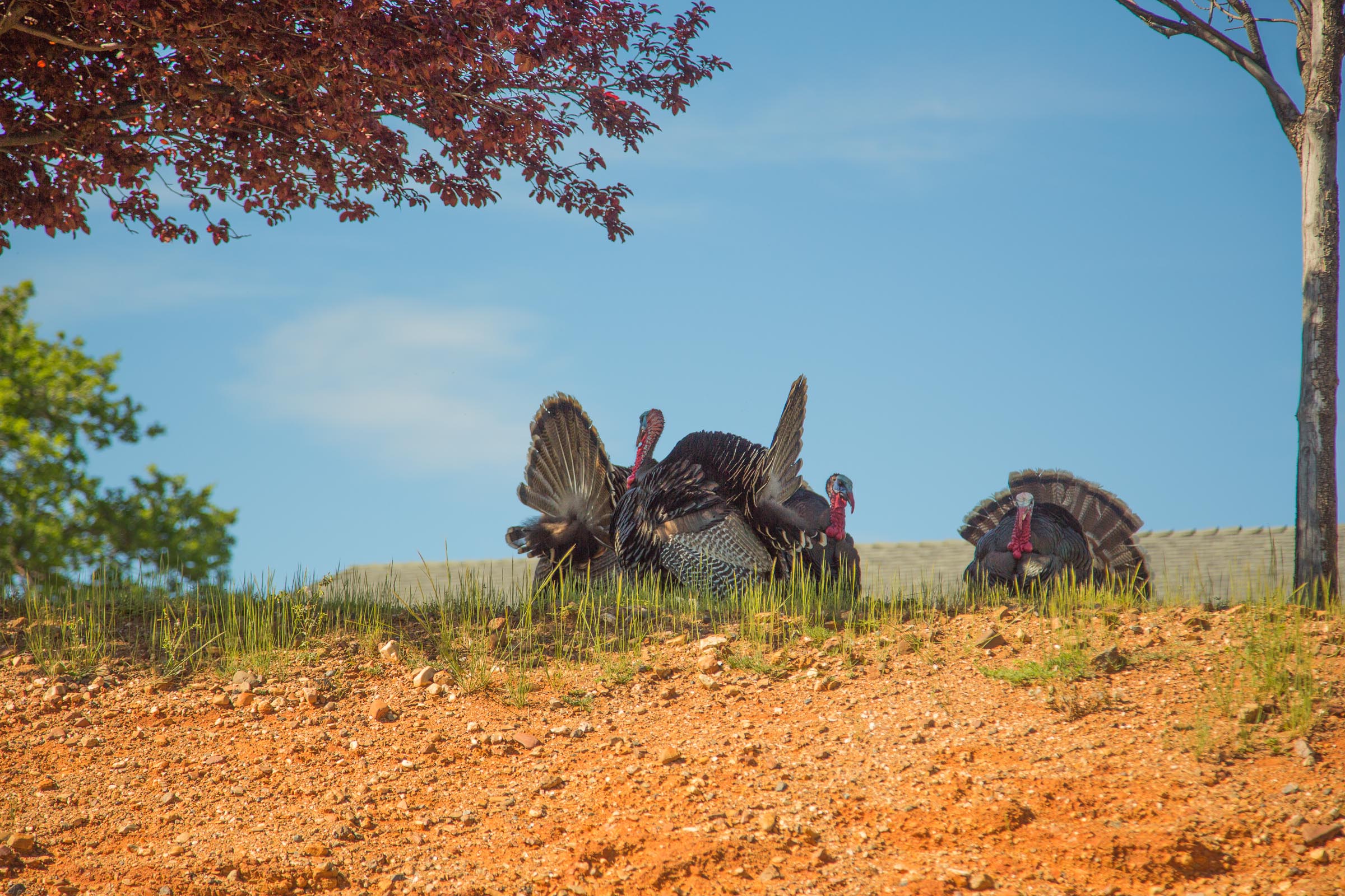 Wild Turkeys roam The Oaks in Red Bluff