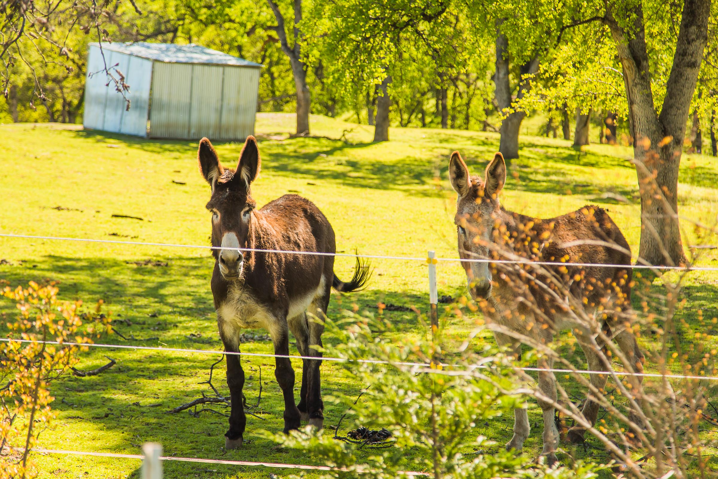 The Oaks Neighborhood Donkey